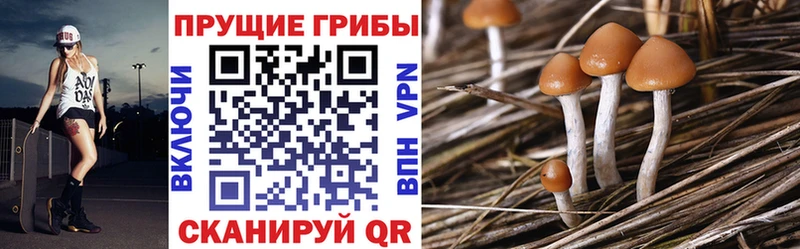Купить закладки  Нарткала  Псилоцибиновые грибы Psilocybine cubensis 